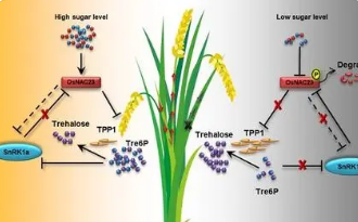 科学家揭示水稻碳/氮代谢的分子相互作用