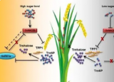 科学家揭示水稻碳/氮代谢的分子相互作用