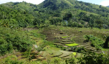 研究强调了马达加斯加休耕地和其他生态系统中野生植物的好处