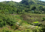 研究强调了马达加斯加休耕地和其他生态系统中野生植物的好处