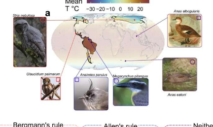 新研究阐明了温度与动物体型之间的关系