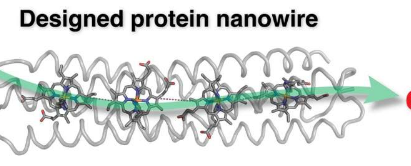 研究标志着环保可编程生物电子学的新时代