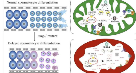 AMG-1/SLRP1是线虫精子发生所必需的