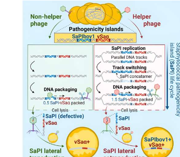 科学家发现病毒寄生虫如何驱动超级细菌进化