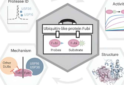 让蛋白质工厂运转去泛素化酶如何兼职Fubi蛋白酶