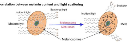 研究人员发现了135个与色素沉着相关的新黑色素基因
