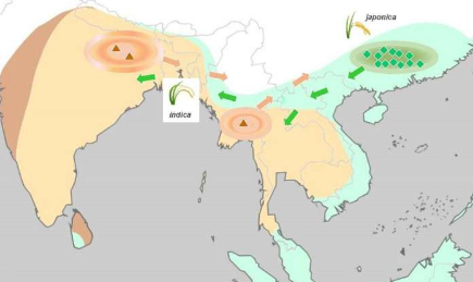 群体基因组分析揭示了亚洲水稻的多种驯化