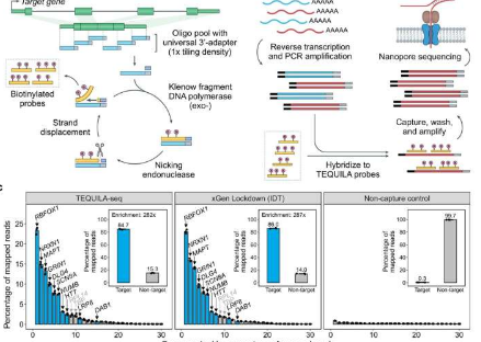 研究人员开发了用于靶向长读长RNA测序的多功能且低成本的技术