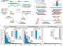 研究人员开发了用于靶向长读长RNA测序的多功能且低成本的技术