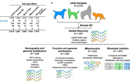 2000 个犬类基因组的发表为转化研究提供了工具包