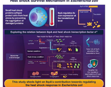 揭示大肠杆菌热激反应的新机制