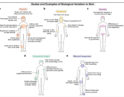 皮肤科专家表示现在是制定共识的人类皮肤细胞图谱的最佳时机