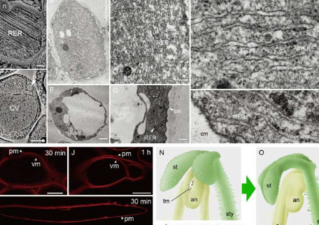 研究发现与植物自花授粉器官运动相关的新型细胞