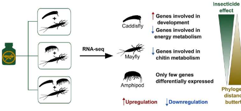 杀虫剂以意想不到的方式影响水生昆虫