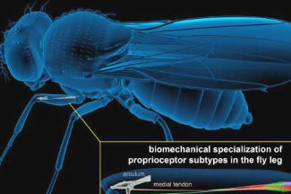 研究揭示了支撑果蝇本体感觉的新机械和神经过程