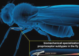 研究揭示了支撑果蝇本体感觉的新机械和神经过程