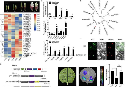 检查LhWRKY44在花青素积累中的作用