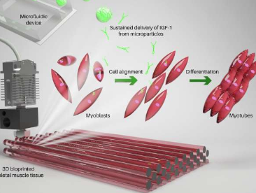新的和改进的生物墨水可增强3D生物打印骨骼肌结构
