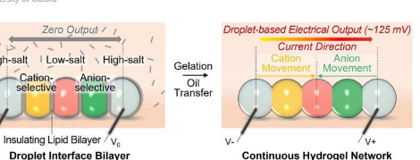 新型水滴电池可为微型生物集成设备铺平道路