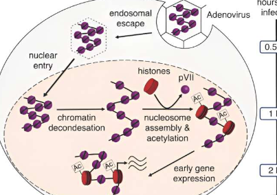 传入的腺病毒如何改变其染色质结构以实现有效的基因表达