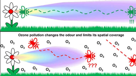 研究表明空气污染阻碍传粉媒介寻找花朵