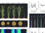 研究人员发现水稻质膜-细胞壁粘附的关键功能及相关关键基因