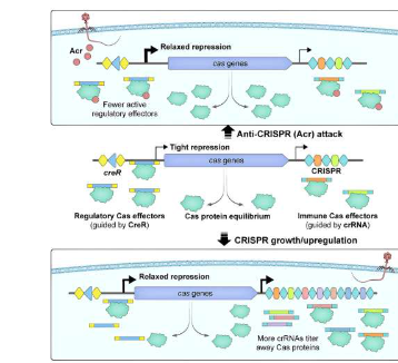 研究人员发现CRISPRCas保护RNA的新生理功能