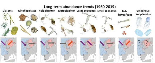 六十年来浮游生物的减少引发了保护海洋食物网基础的呼吁