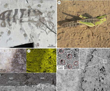 对昆虫化石进行的实验有助于揭示它们的真实面目