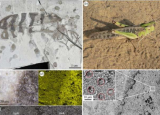 对昆虫化石进行的实验有助于揭示它们的真实面目