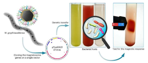 关于活细菌遗传磁化的新研究显示出生物医学的巨大潜力