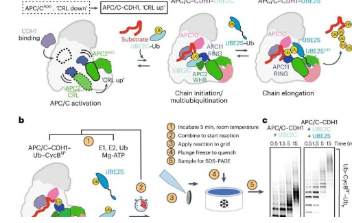 科学家揭示细胞用来构建蛋白质破坏信号的复杂机制