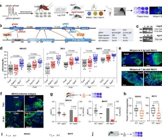 在蚊子中的发现可能会导致针对登革热和其他蚊媒媒介的新策略