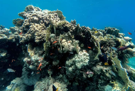 红海珊瑚受到神秘海胆死亡的威胁