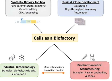 推进利用细胞作为生物工厂的技术