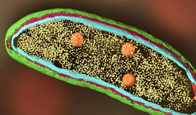 科学家将冷冻电子断层扫描和生物传感器添加到荧光显微镜中以对细胞内的蛋白质进行成像