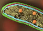 科学家将冷冻电子断层扫描和生物传感器添加到荧光显微镜中以对细胞内的蛋白质进行成像