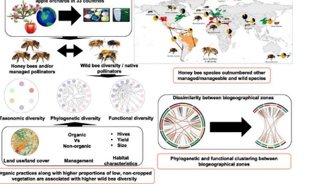 国际研究描述了全球苹果园蜜蜂的多样性