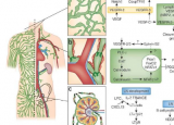 新的淋巴水肿芯片平台有望实现