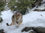 野狼中发现的肠道细菌可能是改善家犬健康的关键