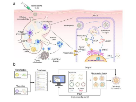 用于癌症免疫治疗的mRNA纳米疫苗的合理设计