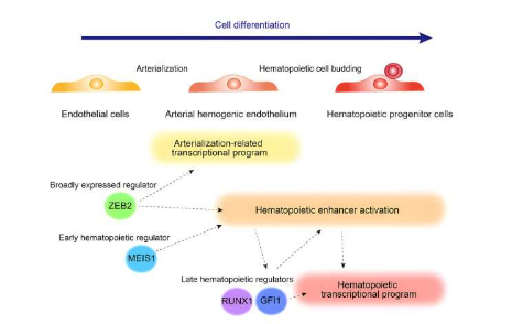 描绘调节造血的动态转录和表观遗传景观