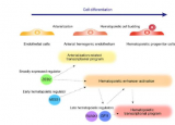 描绘调节造血的动态转录和表观遗传景观