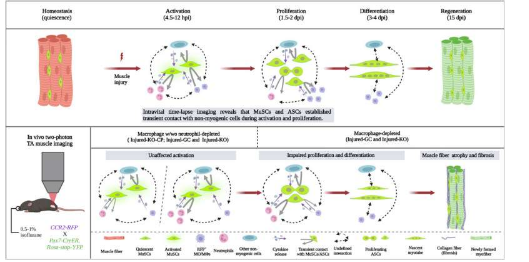 研究人员开发了一种创新的显微镜平台来揭示骨骼肌再生的复杂性