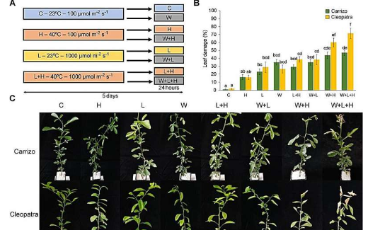 柑橘的多因素胁迫卡里佐和克利奥帕特拉对三重威胁环境挑战的不同反应