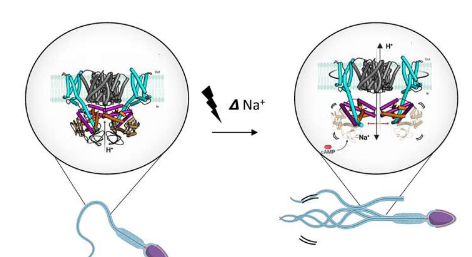 精子的秘密电压开关科学家解开活力之谜