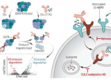 解锁分解问题蛋白质的途径提供了新的治疗机会