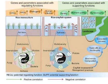 稻虾一体化养殖对土壤生物多样性和功能的影响