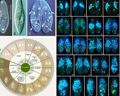 揭开纤毛虫接合的奇迹来自詹宁斯草履虫的见解