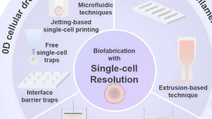 综述探索单细胞分辨率的生物制造策略